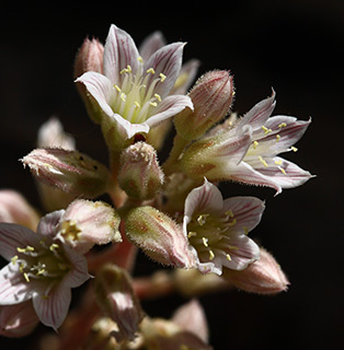 Rosularia libanotica